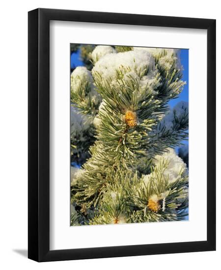 Premium Photographic Print, , large