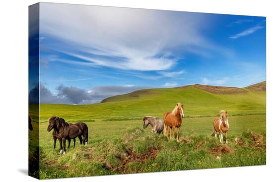 Stretched Canvas Print, , large