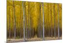 Wood Mount