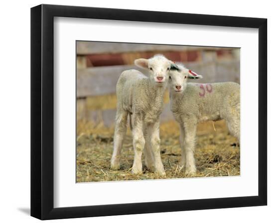 Photographic Print, , large