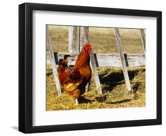 Premium Photographic Print, , large
