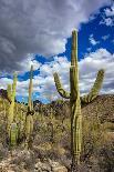 Saguaro Cactus in the Santa Catalina Mountains in Coronado National Forest in Tucson, Arizona, USA-Chuck Haney-Photographic Print