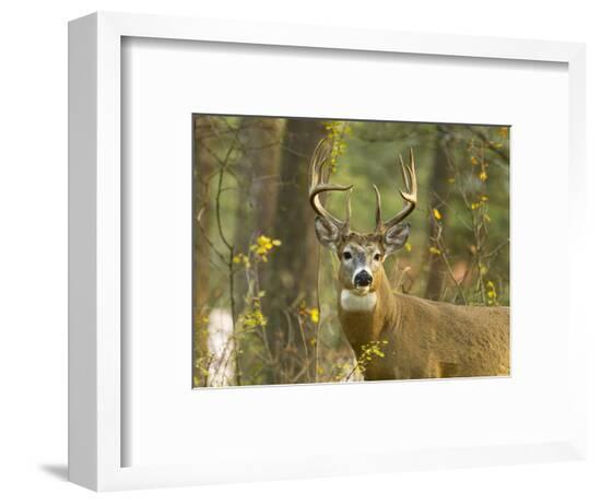 Framed Photographic Print, , large
