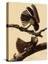 Chuck-Will's Widow-John James Audubon-Stretched Canvas