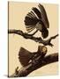 Chuck-Will's Widow-John James Audubon-Stretched Canvas
