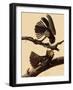 Chuck-Will's Widow-John James Audubon-Framed Giclee Print