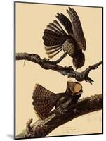 Chuck-Will's Widow-John James Audubon-Mounted Giclee Print