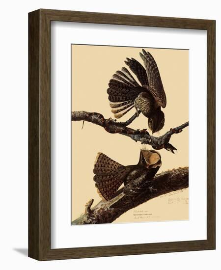 Chuck-Will's Widow-John James Audubon-Framed Giclee Print