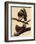Chuck-Will's Widow-John James Audubon-Framed Giclee Print