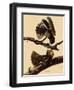 Chuck-Will's Widow-John James Audubon-Framed Giclee Print