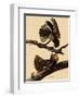 Chuck-Will's Widow-John James Audubon-Framed Giclee Print