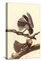 Chuck-Wills Willow-John James Audubon-Stretched Canvas