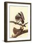 Chuck-Wills Willow-John James Audubon-Framed Art Print