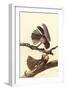 Chuck-Wills Willow-John James Audubon-Framed Art Print