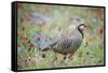 Chuckar partridge (Alectoris chukar) among red flowers, Pamyr, Tajikistan. April.-Valeriy Maleev-Framed Stretched Canvas