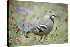 Chuckar partridge (Alectoris chukar) among red flowers, Pamyr, Tajikistan. April.-Valeriy Maleev-Stretched Canvas