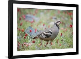 Chuckar partridge (Alectoris chukar) among red flowers, Pamyr, Tajikistan. April.-Valeriy Maleev-Framed Photographic Print