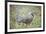 Chuckar partridge (Alectoris chukar) among red flowers, Pamyr, Tajikistan. April.-Valeriy Maleev-Framed Photographic Print