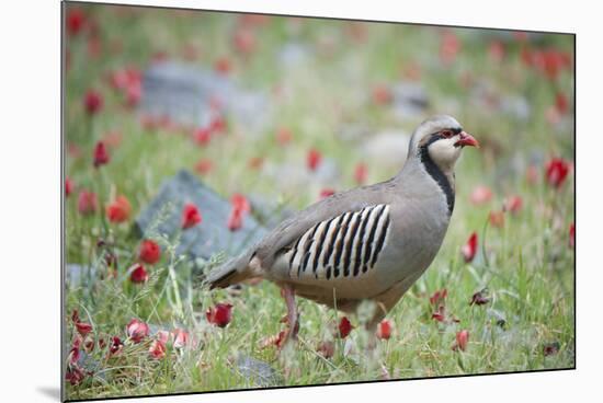 Chuckar partridge (Alectoris chukar) among red flowers, Pamyr, Tajikistan. April.-Valeriy Maleev-Mounted Photographic Print