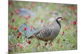 Chuckar partridge (Alectoris chukar) among red flowers, Pamyr, Tajikistan. April.-Valeriy Maleev-Mounted Photographic Print