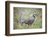 Chuckar partridge (Alectoris chukar) among red flowers, Pamyr, Tajikistan. April.-Valeriy Maleev-Framed Photographic Print