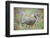 Chuckar partridge (Alectoris chukar) among red flowers, Pamyr, Tajikistan. April.-Valeriy Maleev-Framed Photographic Print