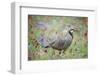 Chuckar partridge (Alectoris chukar) among red flowers, Pamyr, Tajikistan. April.-Valeriy Maleev-Framed Photographic Print