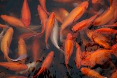 Koi Fish-chuckstock-Photographic Print