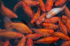 Koi Fish-chuckstock-Photographic Print