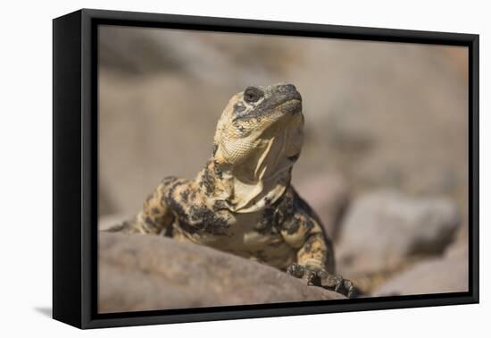 Chuckwalla-DLILLC-Framed Stretched Canvas