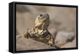 Chuckwalla-DLILLC-Framed Stretched Canvas