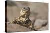 Chuckwalla-DLILLC-Stretched Canvas