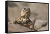 Chuckwalla-DLILLC-Framed Stretched Canvas