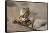 Chuckwalla-DLILLC-Framed Stretched Canvas