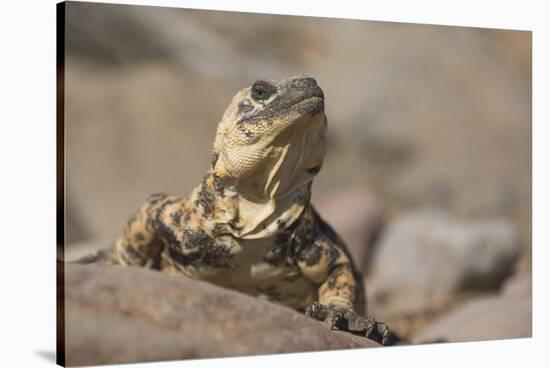 Chuckwalla-DLILLC-Stretched Canvas