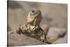 Chuckwalla-DLILLC-Stretched Canvas