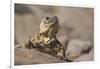 Chuckwalla-DLILLC-Framed Photographic Print