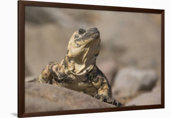 Chuckwalla-DLILLC-Framed Photographic Print