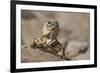 Chuckwalla-DLILLC-Framed Photographic Print