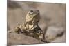 Chuckwalla-DLILLC-Mounted Photographic Print