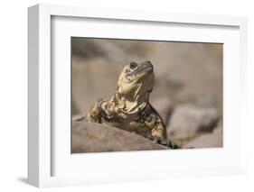 Chuckwalla-DLILLC-Framed Photographic Print