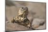 Chuckwalla-DLILLC-Mounted Photographic Print