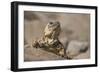 Chuckwalla-DLILLC-Framed Photographic Print