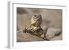 Chuckwalla-DLILLC-Framed Photographic Print