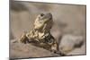 Chuckwalla-DLILLC-Mounted Photographic Print