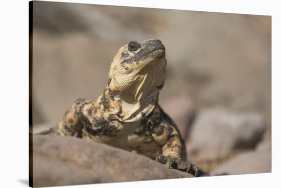 Chuckwalla-DLILLC-Stretched Canvas