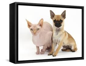 Chug (Pug Cross Chihuahua) Bitch and Sphinx Hairless Cat-Mark Taylor-Framed Stretched Canvas