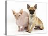 Chug (Pug Cross Chihuahua) Bitch and Sphinx Hairless Cat-Mark Taylor-Stretched Canvas