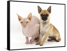 Chug (Pug Cross Chihuahua) Bitch and Sphinx Hairless Cat-Mark Taylor-Framed Stretched Canvas