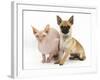 Chug (Pug Cross Chihuahua) Bitch and Sphinx Hairless Cat-Mark Taylor-Framed Photographic Print